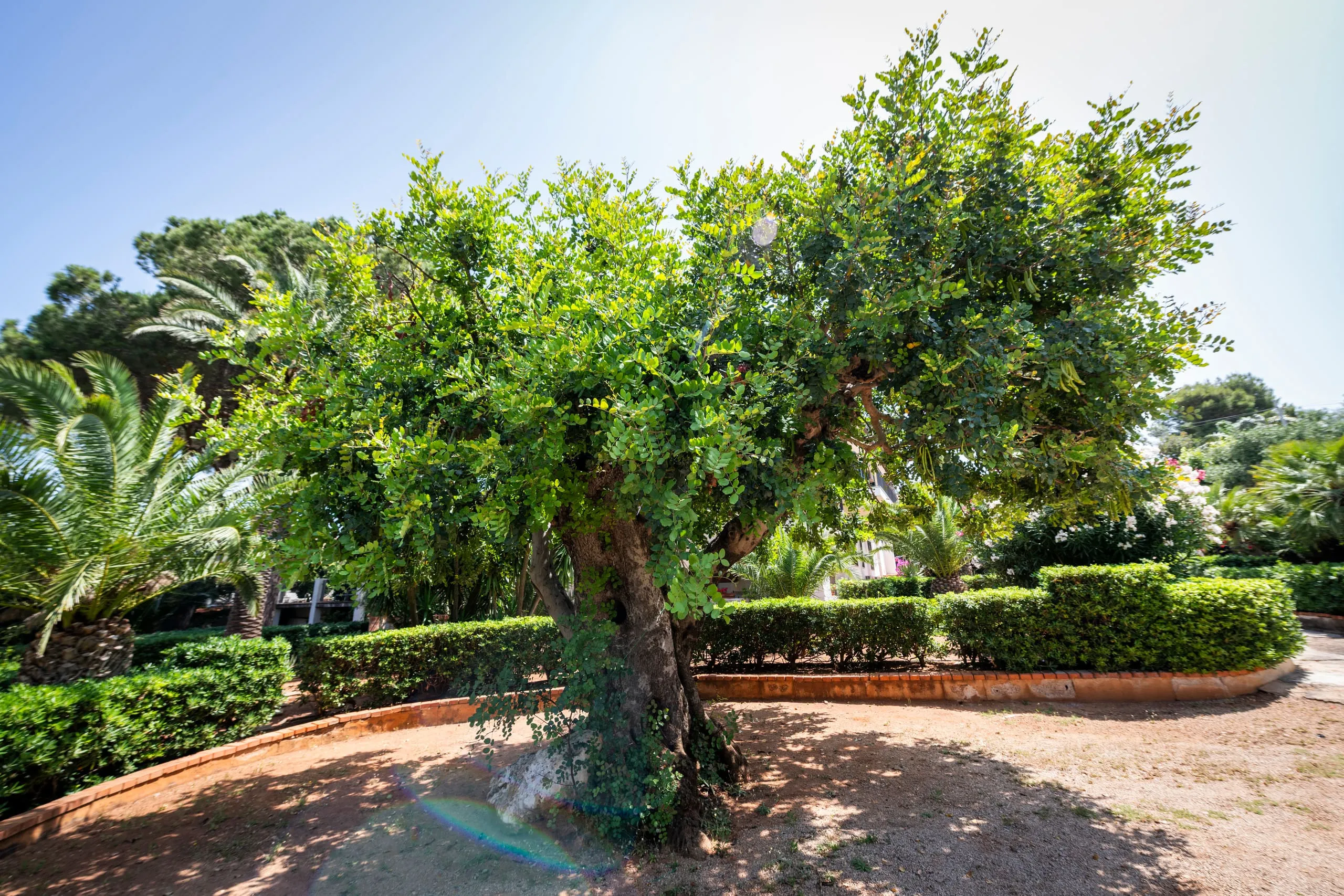 Il grande carrubo secolare che dà il nome alla villa, tra siepi e palme